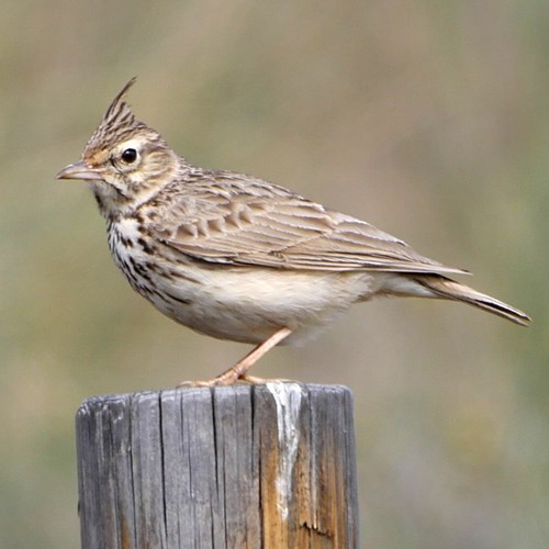 Cochevis huppéSur le Nature-Guide de RikenMon