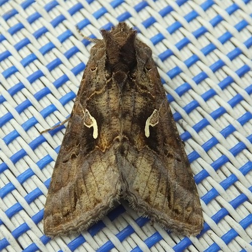 Autographa gamma [L.]En la Guía-Naturaleza de RikenMon