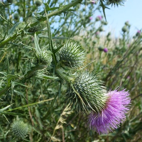 Cirsium vulgare [L.]Em Nature-Guide de RikenMon