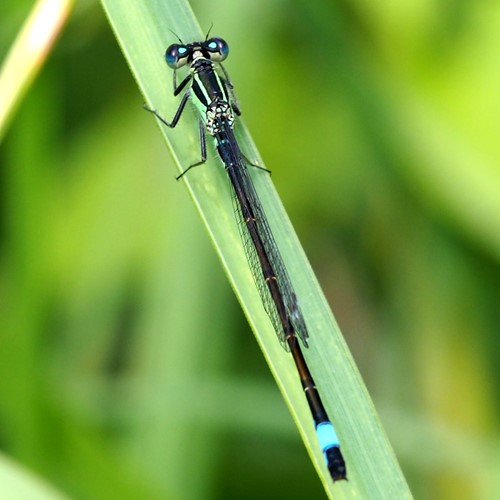 Ischnura elegans [L.]на Nature-Guide RikenMon в