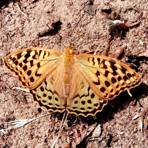 Argynnis pandora [L.]Em Nature-Guide de RikenMon