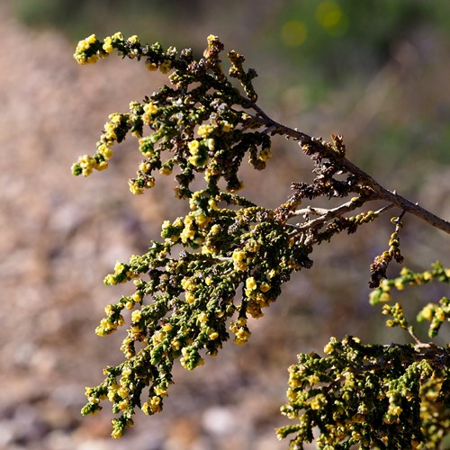 Thymelaea hirsuta [L.]op RikenMon's Natuurgids