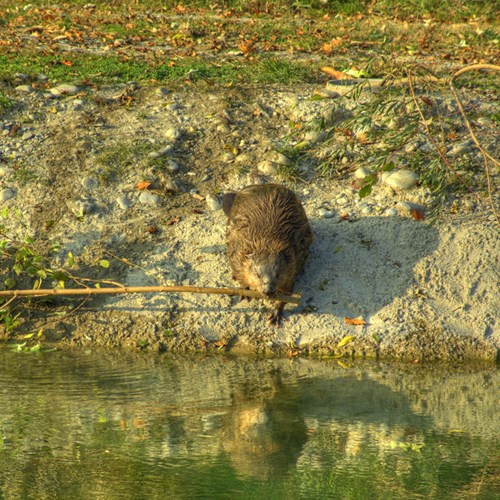 Eurasian beaveron RikenMon's Nature-Guide