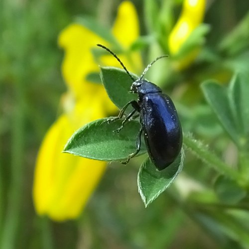 Agelastica alni [L.]在RikenMon的自然指南