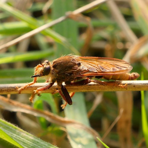 Hornet robberflyon RikenMon's Nature-Guide