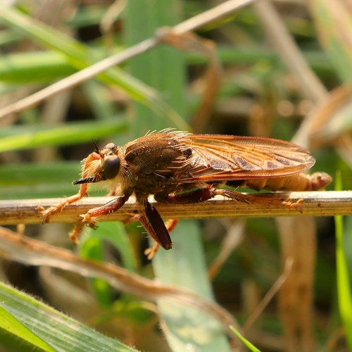 Asilus crabroniformis [L.]En la Guía-Naturaleza de RikenMon