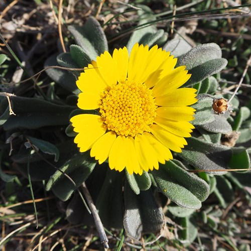 Pallenis maritima [L.]En la Guía-Naturaleza de RikenMon