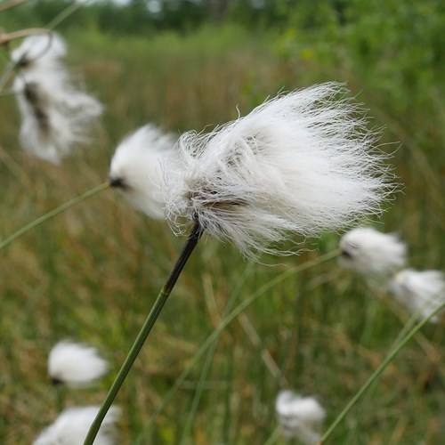 Eriophorum vaginatum [L.]Em Nature-Guide de RikenMon