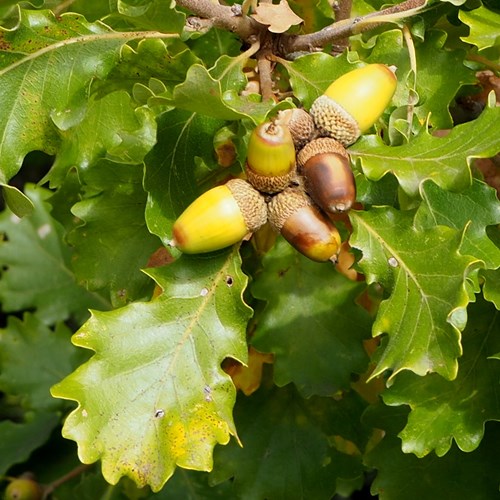 Roble albarEn la Guía-Naturaleza de RikenMon