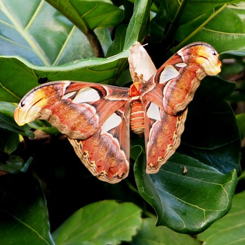 Mariposa atlas En la Guía-Naturaleza de RikenMon