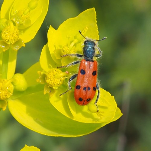 Trichodes octopunctatus [L.]on RikenMon's Nature-Guide