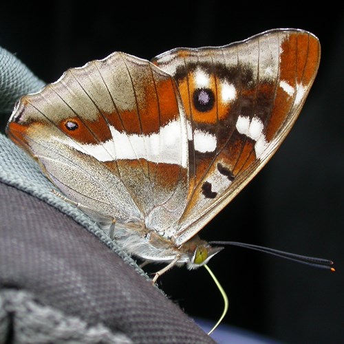 Grote weerschijnvlinderop RikenMon's Natuurgids