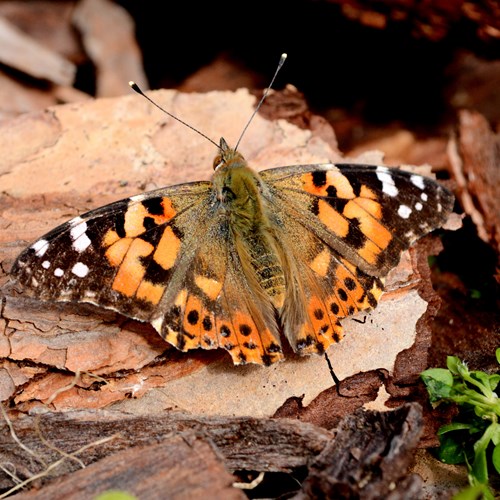 Vanessa cardui [L.]Em Nature-Guide de RikenMon