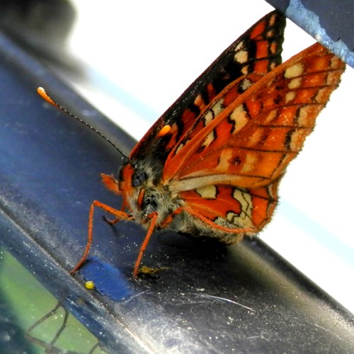 Euphydryas maturna [L.]En la Guía-Naturaleza de RikenMon