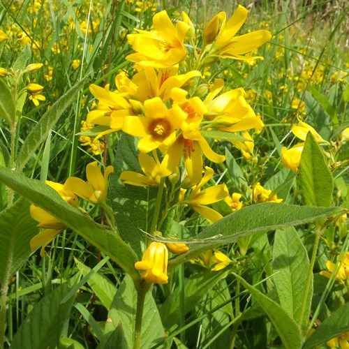 Lysimachia punctata [L.]En la Guía-Naturaleza de RikenMon