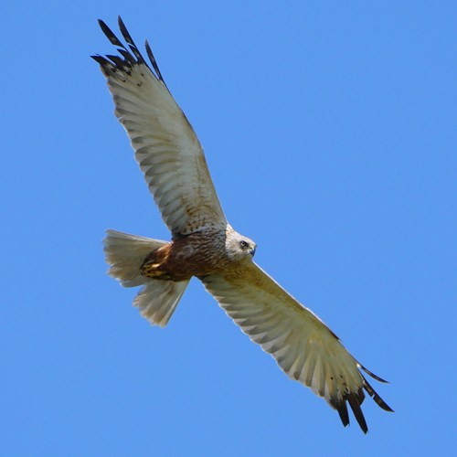 Western marsh harrieron RikenMon's Nature-Guide