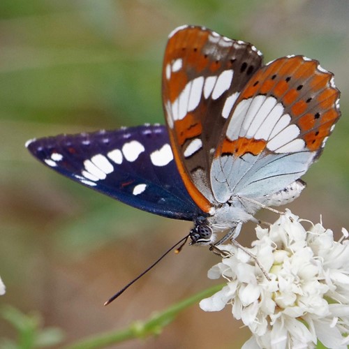 Limenitis reducta [L.]在RikenMon的自然指南