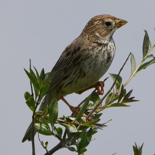 Grauwe gorsop RikenMon's Natuurgids