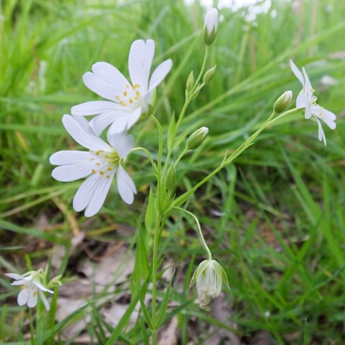 Cerastium arvense [L.]Em Nature-Guide de RikenMon