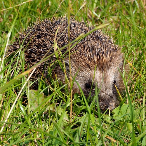 Riccio comunesu guida naturalistica di RikenMon