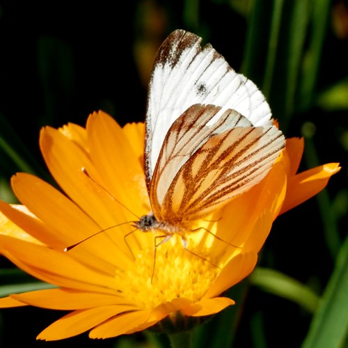 Klein geaderd witjeop RikenMon's Natuurgids