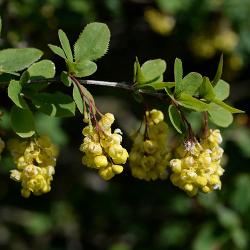 Berberis vulgaris [L.]En la Guía-Naturaleza de RikenMon