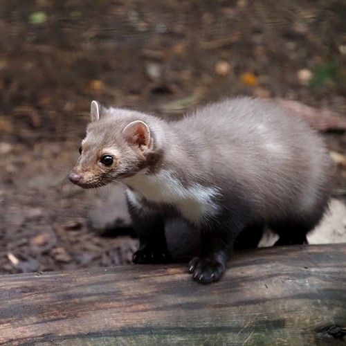 Fainasu guida naturalistica di RikenMon