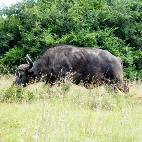 非洲水牛在RikenMon的自然指南