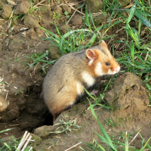 Criceto comunesu guida naturalistica di RikenMon