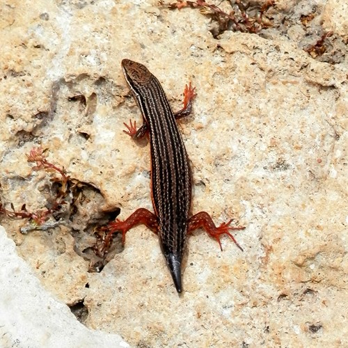 Trachylepis homalocephala [L.]op RikenMon's Natuurgids