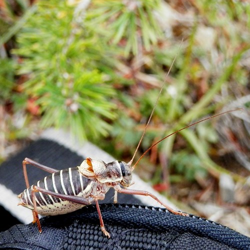 Ephippiger cruciger [L.]op RikenMon's Natuurgids