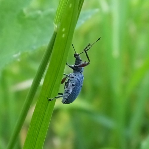 Phyllobius pomaceus [L.]Em Nature-Guide de RikenMon