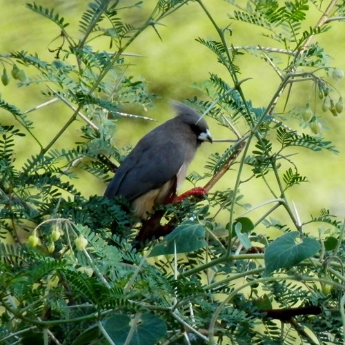 Weißrücken-MausvogelAuf RikenMons Nature-Guide