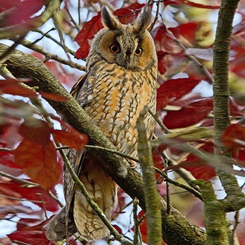 Long-eared owlon RikenMon's Nature-Guide