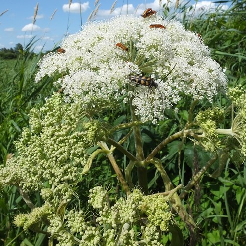 Angelica sylvestris [L.]En la Guía-Naturaleza de RikenMon