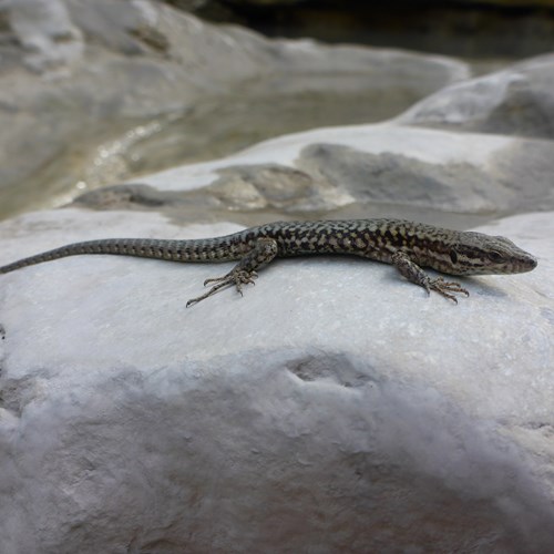Viviparous lizardon RikenMon's Nature-Guide