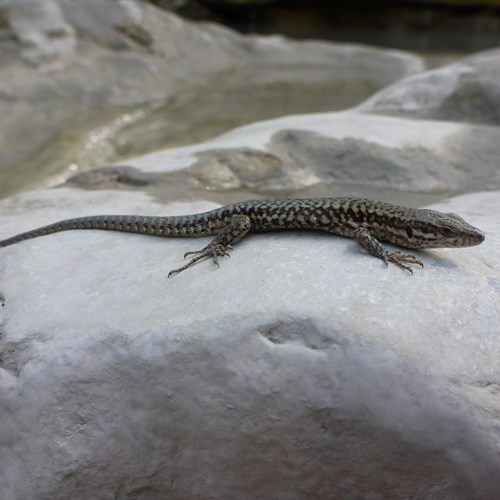 Levendbarende hagedisop RikenMon's Natuurgids