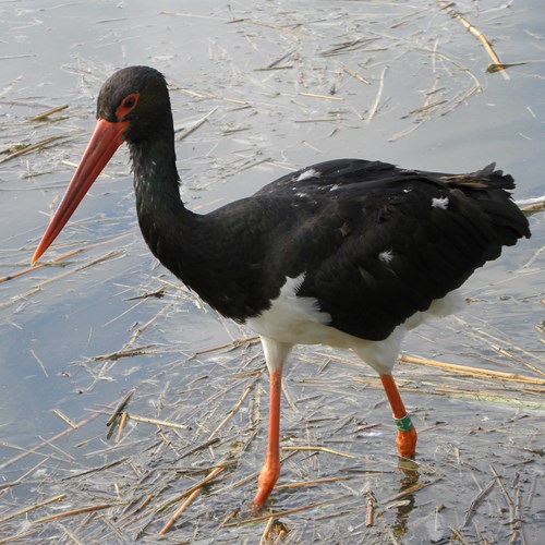 Cigogne noireSur le Nature-Guide de RikenMon