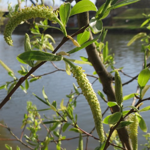 Saule blancSur le Nature-Guide de RikenMon