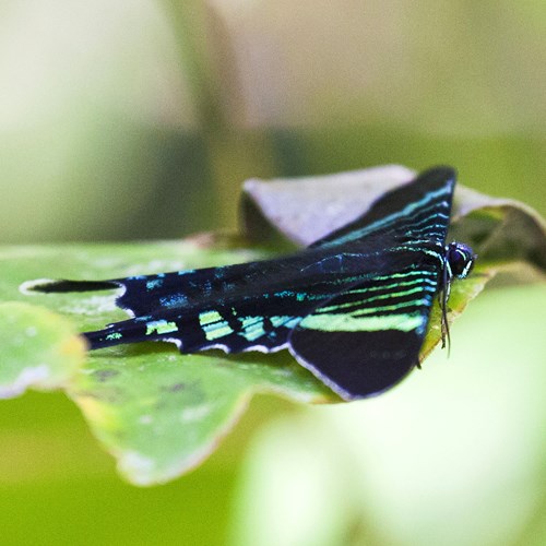 Urania fulgens [L.]su guida naturalistica di RikenMon