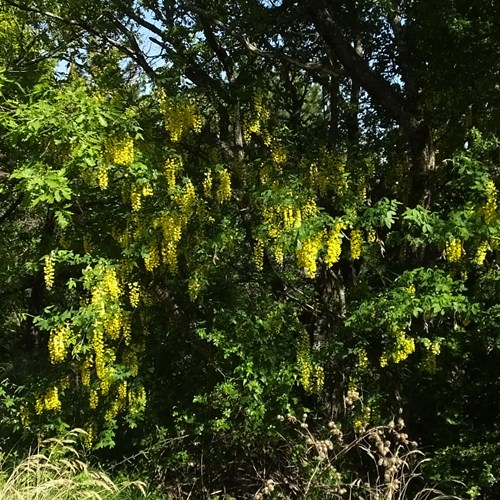 Laburnum anagyroides [L.]Em Nature-Guide de RikenMon