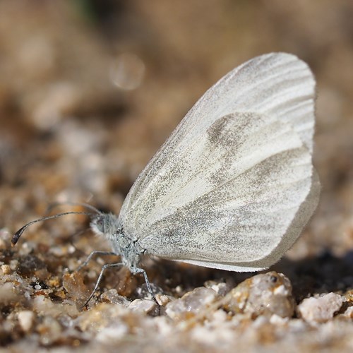 Pieride della senapesu guida naturalistica di RikenMon