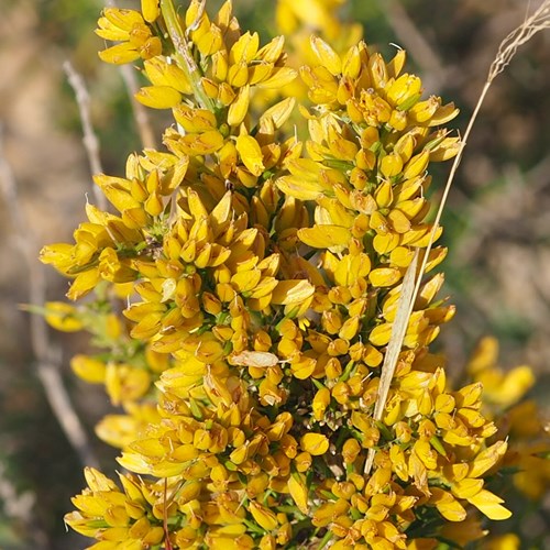 Ulex canescens [L.]Em Nature-Guide de RikenMon