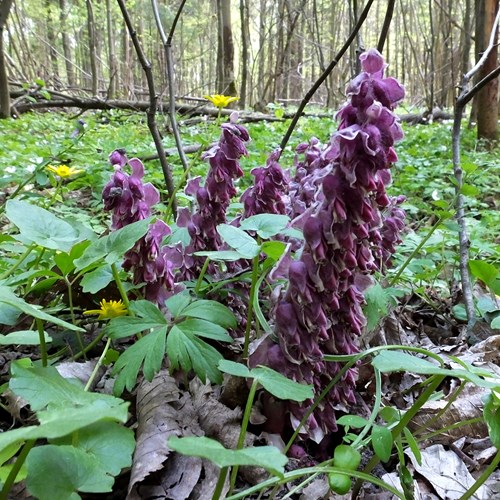 Lathraea squamaria [L.]En la Guía-Naturaleza de RikenMon