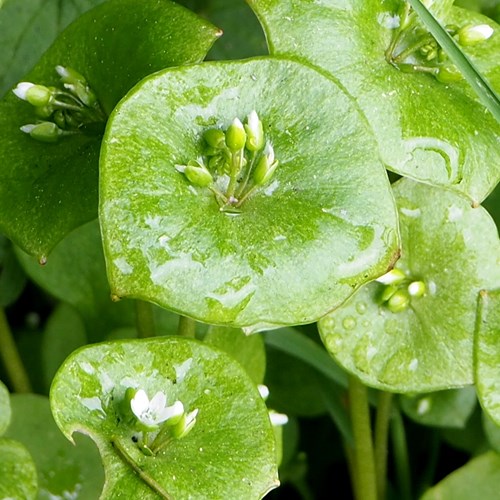 Claytonia perfoliata [L.]在RikenMon的自然指南