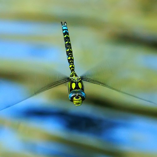 Aeshna cyanea [L.]En la Guía-Naturaleza de RikenMon