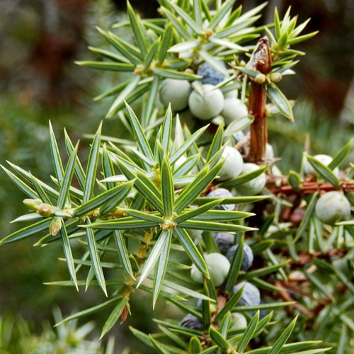 Gineprosu guida naturalistica di RikenMon