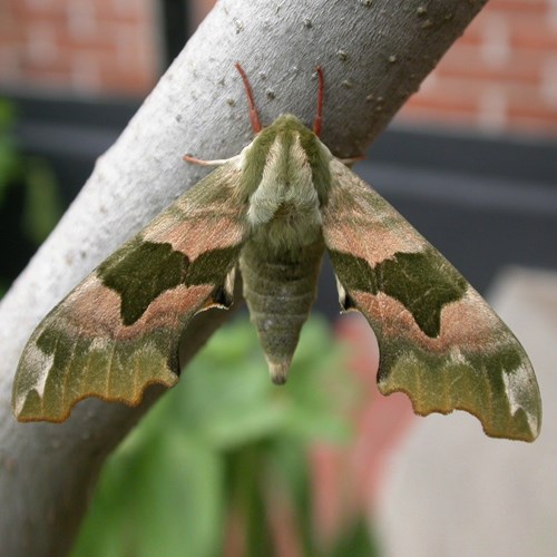 Sfinge del tigliosu guida naturalistica di RikenMon