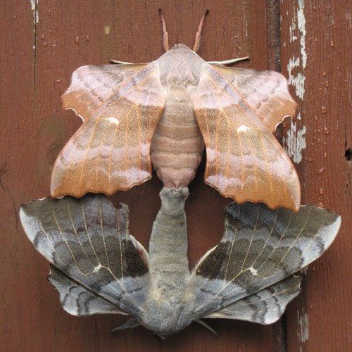 Poplar hawk-mothon RikenMon's Nature-Guide