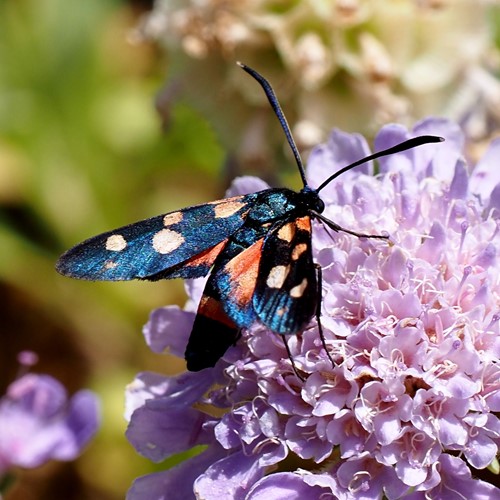 Zygaena ephialtes [L.]En la Guía-Naturaleza de RikenMon